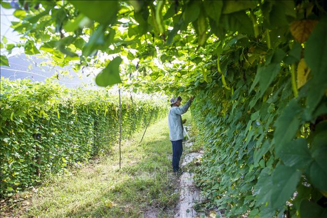 Đậu rồng được trồng và cho trái trên các giàn leo với năng suất cao. Ảnh: Giang Phương – TTXVN