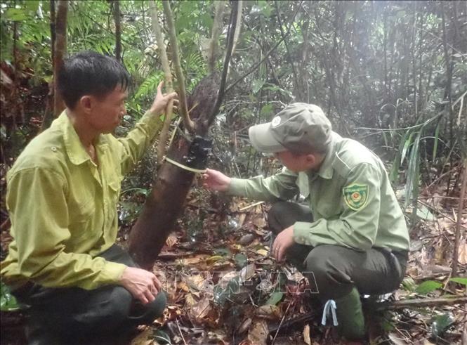 Các loại bẫy ảnh hiện đại được sử dụng để điều tra nhiều loài thú khác nhau: thú nhỏ, thú lớn và cả những loài phổ biến và quý hiếm. Ảnh: TTXVN phát