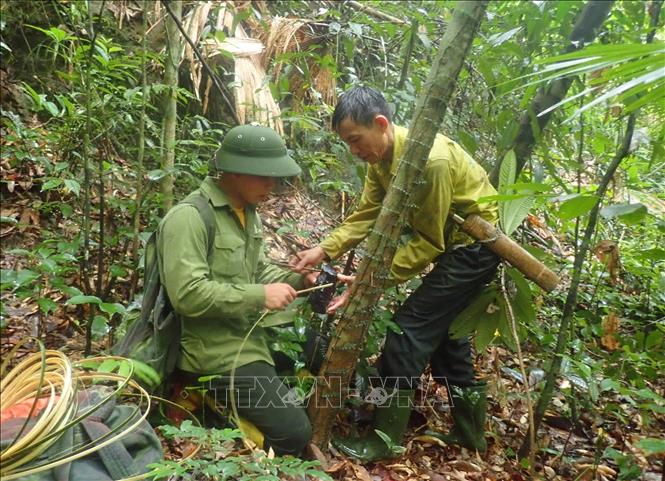 Theo quy trình chuẩn về điều tra bẫy ảnh hệ thống, một điểm khảo sát sẽ được lắp đặt hai máy ảnh và khoảng cách giữa các điểm khảo sát đặt bẫy ảnh ở mức khoảng 2,5km. Ảnh: TTXVN phát
