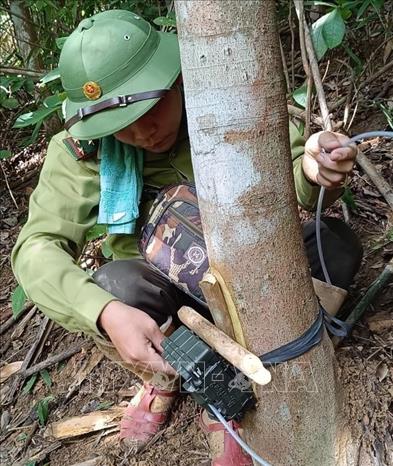 Lắp đặt bẫy ảnh tại khu vực rừng thuộc quyền quản lý của các trạm Thông Thụ, Đồng Văn và Na Chạng (huyện Quế Phong, Nghệ An) thuộc Ban Quản lý Khu bảo tồn thiên nhiên Pù Hoạt. Ảnh: TTXVN phát