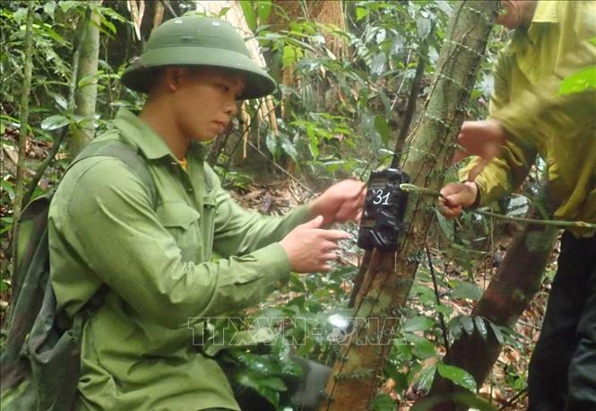 Bẫy ảnh là phương pháp khảo sát không gây hại cho động vật, thích hợp để phát hiện các loài quý hiếm, khó phát hiện và khó nghiên cứu bằng các phương pháp quan sát trực tiếp. Ảnh: TTXVN phát 