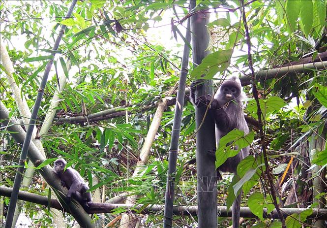 Hai cá thể Voọc xám (Trachypithecus phayrei) do bẫy ảnh ghi được. Ảnh: TTXVN phát