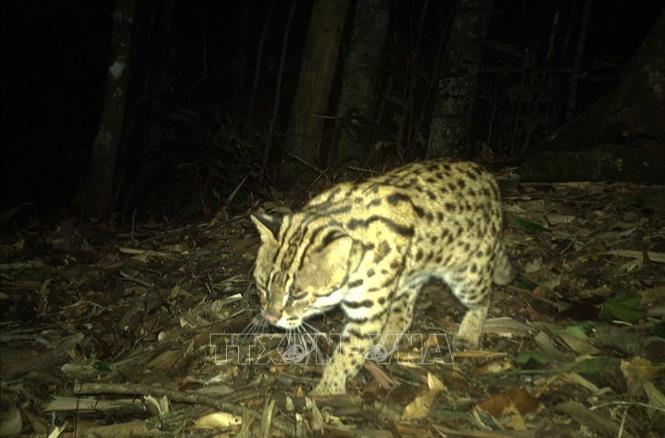 Cá thể Mèo báo (Prionailurus bengalensis) được bẫy ảnh ghi lại trong đêm khuya. Ảnh: TTXVN phát