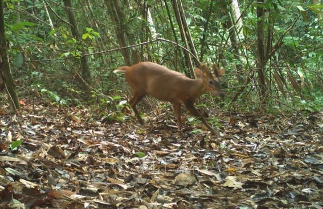 Cá thể Mang thường (Muntiacus vagialis) do bẫy ảnh ghi được. Ảnh: TTXVN phát