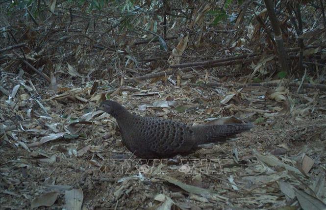 Cá thể Gà tiền xám (Polyplectron bicalcaratum) được bẫy ảnh ghi nhận vào buổi chiều. Ảnh: TTXVN phát