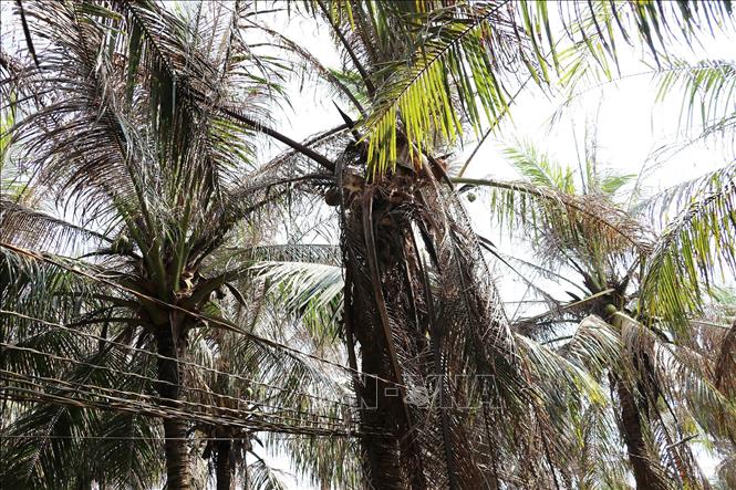Sâu đầu đen ăn hết lá khiến dừa làm mất khả năng quang hợp dẫn đến chết cây. Ảnh: Hữu Chí - TTXVN