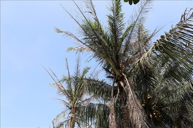 Sâu đầu đen ăn trụi các nhánh lá của cây dừa lâu năm ở xã Xuân Đông, huyện Chợ Gạo, tỉnh Tiền Giang. Ảnh: Hữu Chí - TTXVN