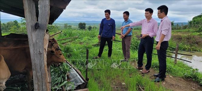 Nhiều hộ nghèo, cận nghèo và các đối tượng chính sách khác tại Gia Lai được tiếp cận nguồn vốn tín dụng chính sách xã hội để phát triển sản xuất, kinh doanh, từng bước vươn lên thoát nghèo. Ảnh: Hoài Nam – TTXVN