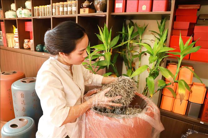 Chị Lâm Diệu Linh có một niềm say mê đặc biệt dành cho trà Việt. Ảnh: Vân Chi/TTXVN phát