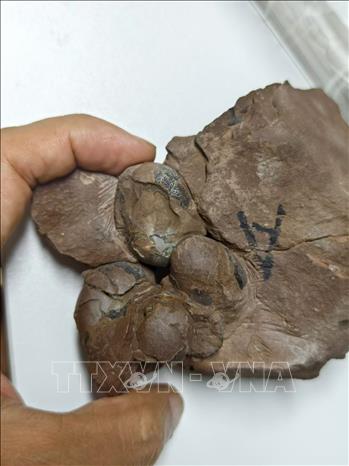 Các nhà nghiên cứu Trung Quốc vừa phát hiện hóa thạch trứng khủng long siêu nhỏ ở Cám Châu, tỉnh miền Đông Giang Tây. Ảnh: THX/TTXVN