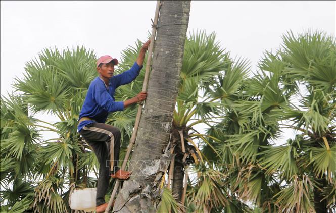 Mỗi ngày, bà con leo lên ngọn cây để lấy nước từ hoa thốt nốt hai lần, mỗi lần cách nhau không quá 8 giờ, để về nấu thành đường thốt nốt thô. Sau đó, Công ty Cổ phần Palmania sẽ đưa về cơ sở chế biến thành mật thốt nốt dạng sệt hoặc bột, hạt theo quy trình khép kín, hiện đại. Ảnh: Công Mạo-TTXVN