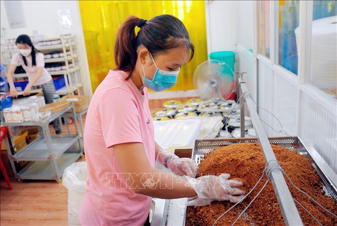 Công nhân Công ty Cổ phần Palmania kiểm tra chất lượng đường thốt nốt dạng bột Palmania trước khi đưa vào quy trình sản xuất tiếp theo. Ảnh: Công Mạo-TTXVN