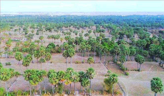 Những cánh đồng thốt nốt bạt ngàn ở huyện Tri Tôn và thị xã Tịnh Biên là nguồn nguyên liệu giúp thương hiệu đường thốt nốt Palmania phát triển bền vững. Ảnh: Công Mạo-TTXVN