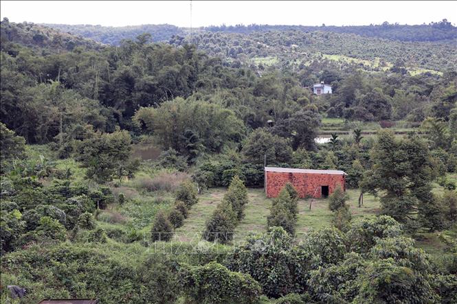 Hồ Cầu Tư đang cung cấp nước tưới tiêu trực tiếp cho gần 400ha cây trồng và gián tiếp cho hơn 500ha (thông qua 7 đập dâng vùng hạ lưu công trình). Ảnh: Hưng Thịnh – TTXVN