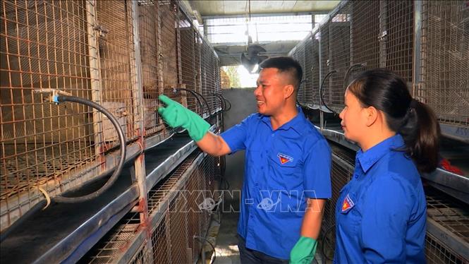 Mô hình nuôi Cầy hương của anh Nguyễn Văn Hiếu, thôn Tân Lang, xã Tân Sơn, huyện Kim Bảng cho thu nhập cao. Ảnh: TTXVN phát