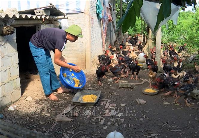 Mô hình đào ao thả cá kết hợp chăn nuôi của anh Nguyễn Đăng Phúc, thôn Hoàng Mai Yên, xã Liêm Phong, huyện Thanh Liêm, cho thu nhập 200 triệu đồng/năm. Ảnh: TTXVN phát
