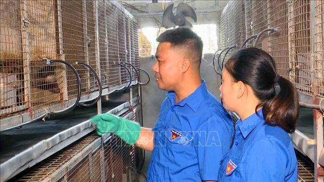 Mô hình nuôi Cầy hương của anh Nguyễn Văn Hiếu, thôn Tân Lang, xã Tân Sơn, huyện Kim Bảng cho thu nhập cao. Ảnh: TTXVN phát