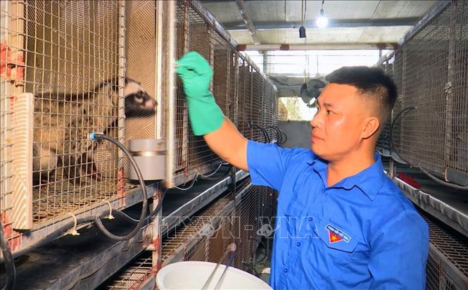 Mô hình nuôi Cầy hương của anh Nguyễn Văn Hiếu, thôn Tân Lang, xã Tân Sơn, huyện Kim Bảng cho thu nhập cao. Ảnh: TTXVN phát