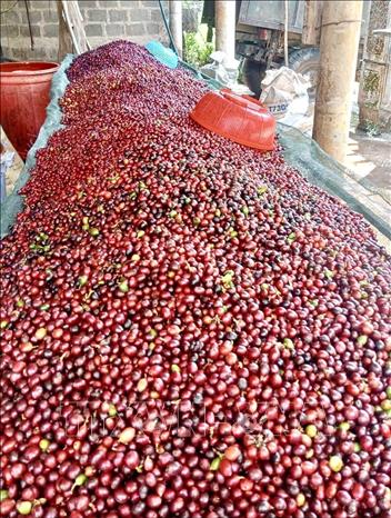 Quang Tri province's 2024 coffee harvest season is enjoying high selling prices. VNA Photo 