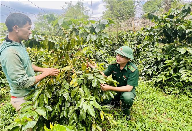 Quang Tri province's Huong Hoa district has more than 3,700 hectares of coffee trees, with more than 3,400 hectares ready for harvest. VNA Photo 