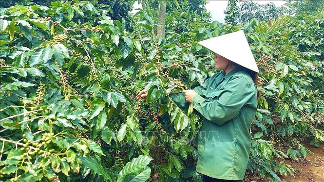 A farmer in Huong Hoa district, Quang Tri province harvests arabica coffee fruits. VNA Photo