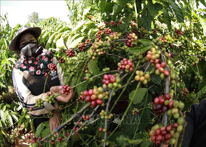 Harvesting ripe coffee fruits in Gia Lai province. VNA Photo 