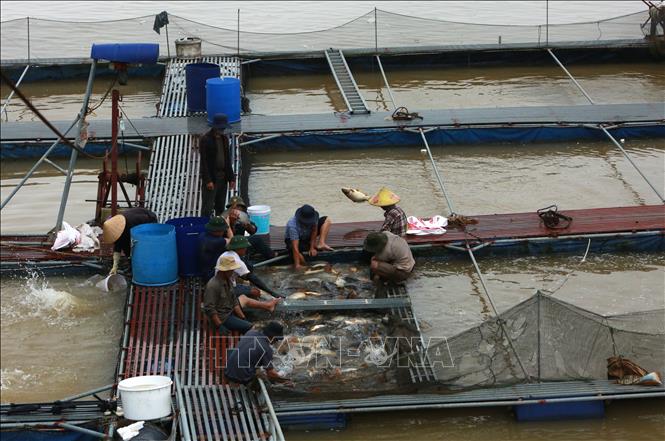 Ông Vũ Văn Chiến cùng các nông dân trong Hợp tác xã gạn cá đang gạn cá. Ảnh: Thái Hùng - TTXVN