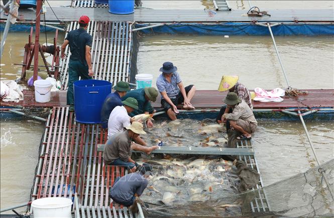 Ông Vũ Văn Chiến cùng các nông dân trong Hợp tác xã thu hoạch cá. Ảnh: Thái Hùng - TTXVN