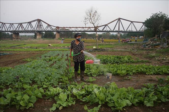 Hoạt động trồng hoa màu trở lại bình thường. Ảnh: Phương Thảo/TTXVN phát