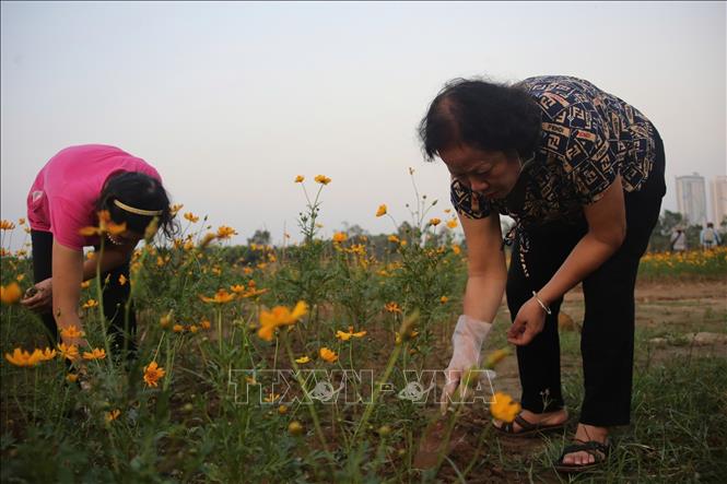 Nhiều tình nguyện viên là thành viên Hội Phụ nữ các phường ở quận Hoàn Kiếm tham gia trồng và chăm sóc vườn hoa. Ảnh: Phương Thảo/TTXVN phát