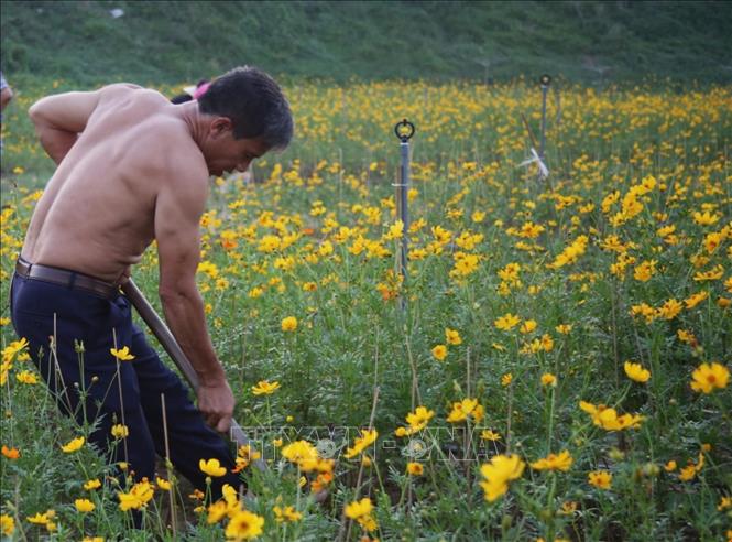 Hoạt động trồng hoa do Hội Phụ nữ các phường ở quận Hoàn Kiếm tổ chức được người dân tích cực tham gia. Ảnh: Phương Thảo/TTXVN phát