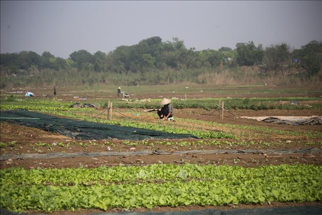 Hoạt động trồng hoa màu trở lại bình thường. Ảnh: Phương Thảo/TTXVN phát