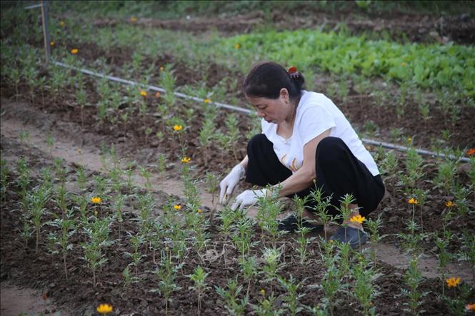 Nhiều tình nguyện viên là thành viên Hội Phụ nữ các phường ở quận Hoàn Kiếm tham gia trồng và chăm sóc vườn hoa. Ảnh: Phương Thảo/TTXVN phát