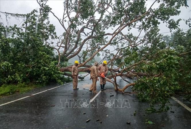 Cây cối gãy đổ do bão Dana tại Bhadrak, Ấn Độ, ngày 25/10/2024. Ảnh: ANI/TTXVN