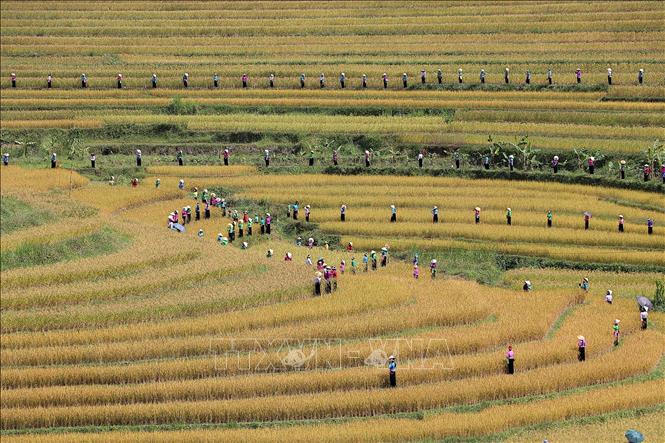 600 nghệ nhân biểu diễn tiết mục diễn tấu cồng chiêng Mường trên ruộng bậc thang Miền Đồi. Ảnh: Thanh Hải - TTXVN