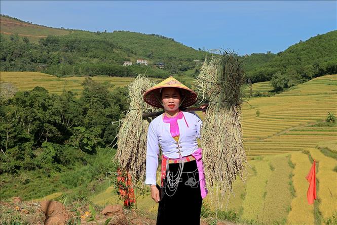 Tái hiện công việc thu hoạch lúa của người dân xã Miền Đồi. Ảnh: Thanh Hải - TTXVN 