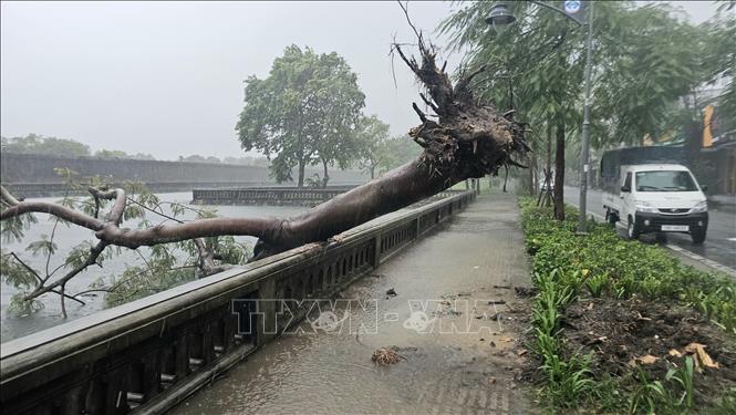 Strong storm uproots a tree inside Hue Imperial palace. VNA Photo