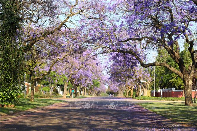 Một con phố ở thủ đô Pretoria (Nam Phi) ngập tràn sắc tím vào buổi sáng sớm. Ảnh: Hồng Minh - p/v TTXVN tại Pretoria, Nam Phi