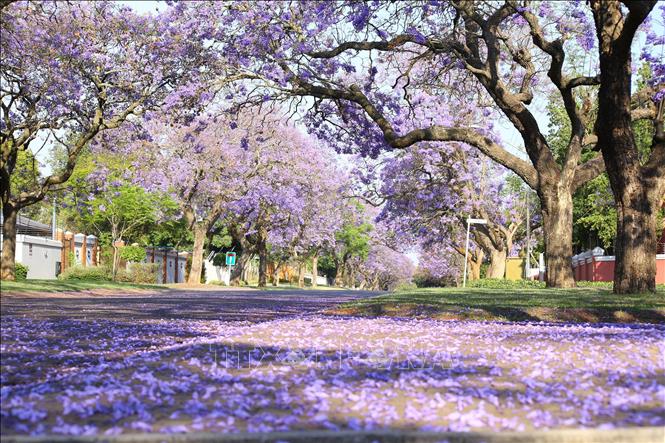 Mỗi buổi sáng, nhiều con đường ở thủ đô Pretoria (Nam Phi) đều ngập trong mầu tím của những cành hoa rung rinh trong gió, mầu tím của những cánh hoa rụng trải thảm trên đường. Ảnh: Hồng Minh - p/v TTXVN tại Pretoria, Nam Phi