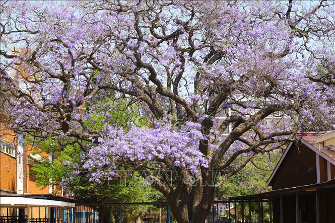 Một trong hai cây hoa phượng tím được trồng tại thủ đô Pretoria (Nam Phi) năm 1888 hiện trong khuôn viên trường tiểu học Sunnyside. Ảnh: Hồng Minh - p/v TTXVN tại Pretoria, Nam Phi
