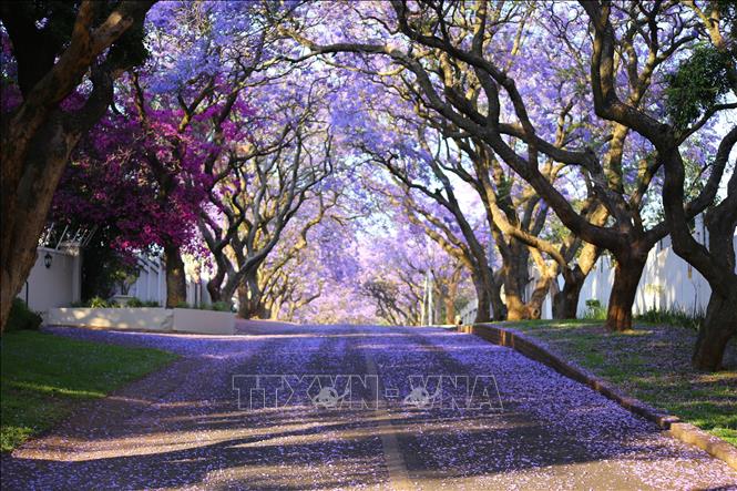 Bình minh màu tím trên con phố ở thủ đô Pretoria (Nam Phi). Ảnh: Hồng Minh - p/v TTXVN tại Pretoria, Nam Phi