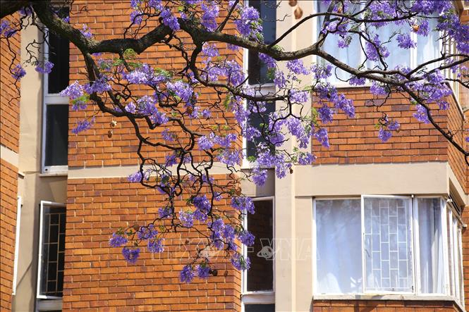 Một cây phượng tím trên khu phố Sunnyside ở trung tâm thủ đô Pretoria (Nam Phi). Ảnh: Hồng Minh - p/v TTXVN tại Pretoria, Nam Phi