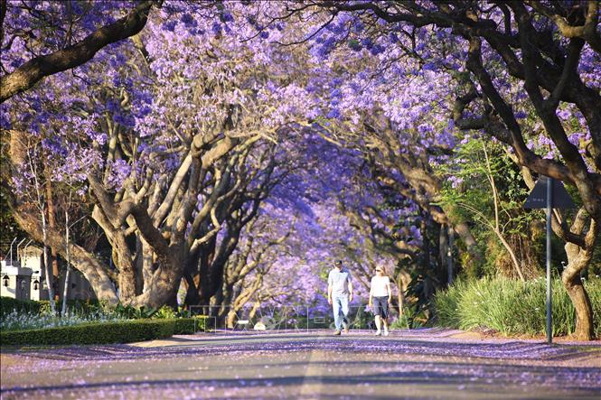Hai người dân ở thủ đô Pretoria (Nam Phi) tản bộ buổi sáng trên con đường hoa phượng tím. Ảnh: Hồng Minh - p/v TTXVN tại Pretoria, Nam Phi