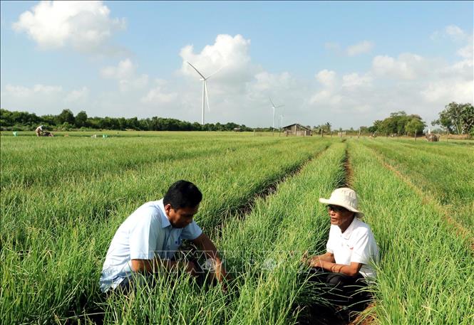 Hàng trăm hộ dân thị xã Vĩnh Châu được hỗ trợ nhà ở, đất ở, vốn chuyển đổi sản xuất, chuyển đổi ngành nghề nâng cao thu nhập. Ảnh: Trung Hiếu-TTXVN