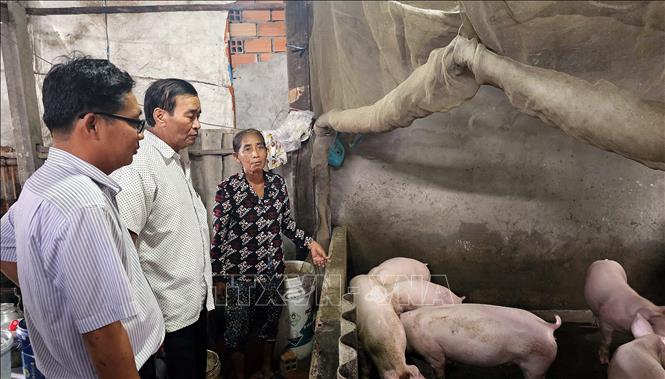 Hộ bà Sơn Thị Lện (người nữ) ở Phường Vĩnh Phước, thị xã Vĩnh Châu được hỗ trợ nhà ở, vốn hỗ trợ sãn xuất (nuôi heo) đrể nâng cao thu nhập. Ảnh: Trung Hiếu - TTXVN