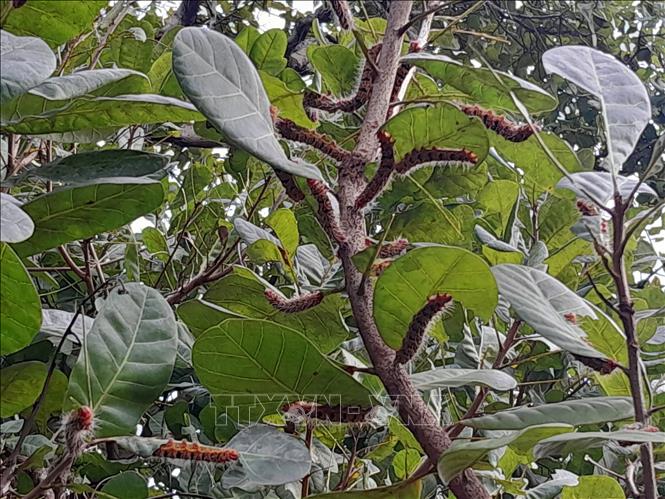 Sâu róm đỏ tấn công mạnh với mật độ dày. Ảnh: K GỬIH - TTXVN