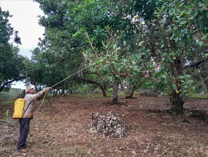 Người dân xã Phú Văn (Bù Gia Mập, Bình Phước) phun thuốc diệt sâu róm đỏ. Ảnh: K GỬIH - TTXVN