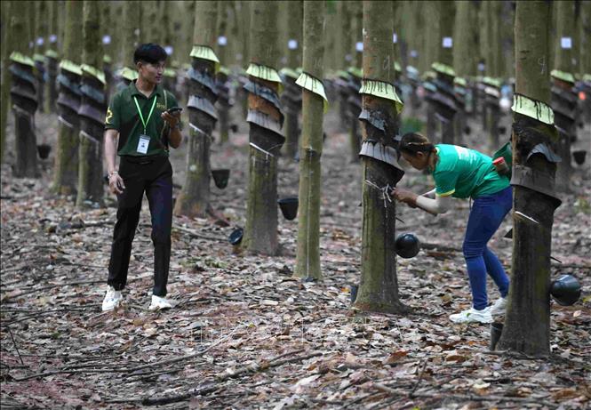 Cuộc thi được tổ chức tại rừng cao su của Công ty cao su Rithy Rubber (Cambodia), thuộc địa bàn ấp Chi Ouk, xã Romany, huyện Rovieng, tỉnh Preah Vihear. Ảnh: Huỳnh Thảo - PV TTXVN tại Campuchia