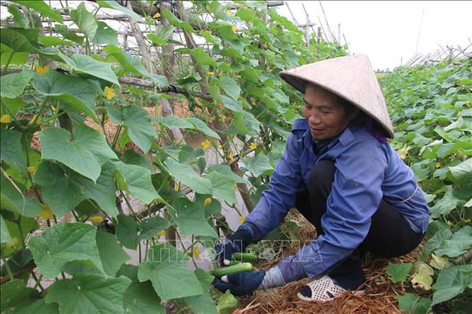 Người dân thị trấn Quỹ Nhất (Nghĩa Hưng, Nam Định) thu hoạch dưa chuột đầu vụ. Ảnh: Công Luật - TTXVN