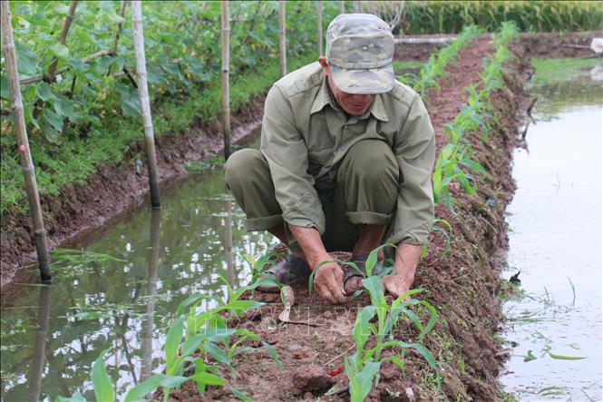 Người dân thị trấn Quỹ Nhất (Nghĩa Hưng, Nam Định) trồng cây ngô vụ đông. Ảnh: Công Luật - TTXVN